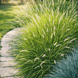 Сеслерия осенняя