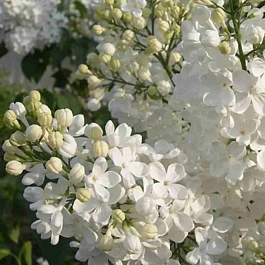 Сирень обыкновенная Татьяна Полякова