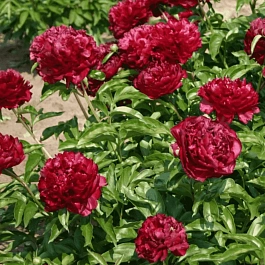 Пион Молочноцветковый Highlight