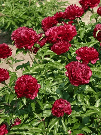 Пион Молочноцветковый Highlight