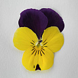 Фиалка рогатая Флорал Пауэр Голд Парпл Винг Фиалка рогатая Флорал Пауэр Голд Парпл Винг