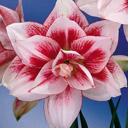 Амариллис махровый Элвас