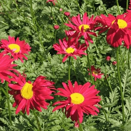 Пиретрум розовый Robinson Red