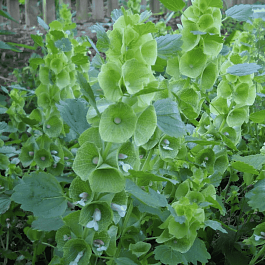 Молюцелла гладкая