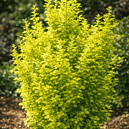 Барбарис Тунберга Golden Tower