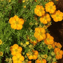 Лапчатка кустарниковая Bella Sol