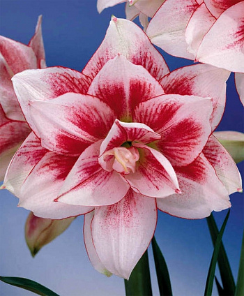 Амариллис махровый Элвас