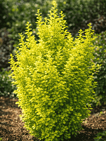 Барбарис Тунберга Golden Tower