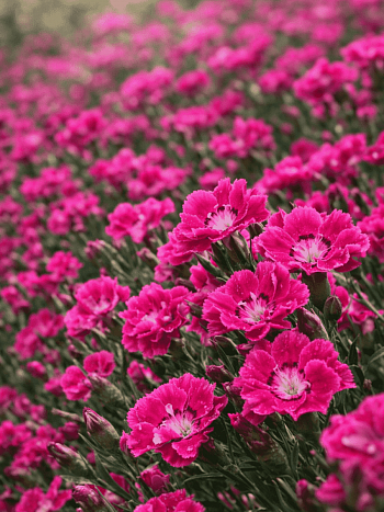Гвоздика садовая Mountain Frost Collection Rose Bouquet