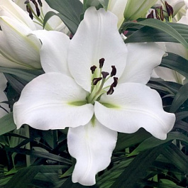 Лилия ОТ-гибрид Гензано