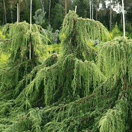 Можжевельник обыкновенный Horstmann