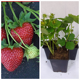 Земляника садовая Хадемар НАБОР 3ШТ