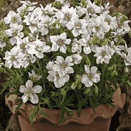 Герань луговая Algera Double