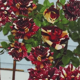 Роза штамбовая Abracadabra