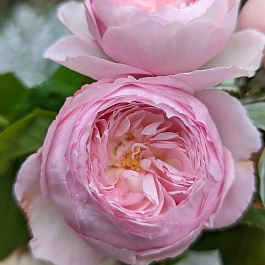 Роза английская парковая Милл он зе Флосс Роза английская парковая Милл он зе Флосс