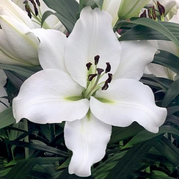 Лилия ОТ-гибрид Гензано