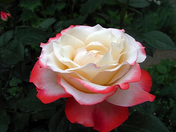 Роза чайно-гибридная Ностальжи