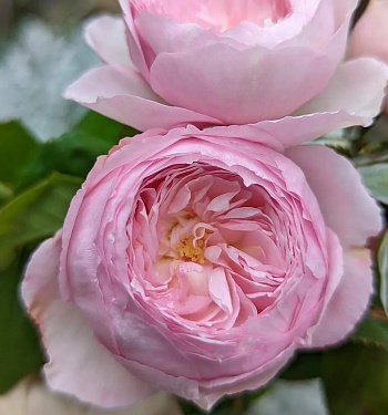 Роза английская парковая Милл он зе Флосс