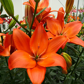 Лилия ЛА-гибрид Коралло Бич НАБОР 2ШТ (2+2)