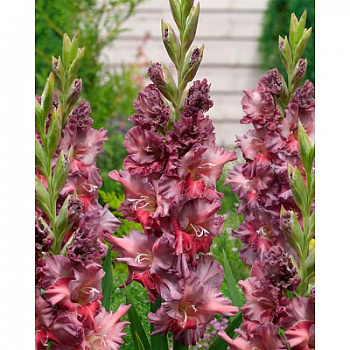 Гладиолус Огни Городов Ростов Гладиолус Огни Городов Ростов