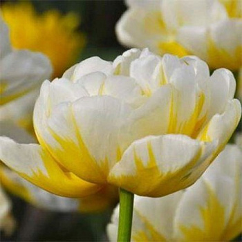 Тюльпан махровый ранний Эвита