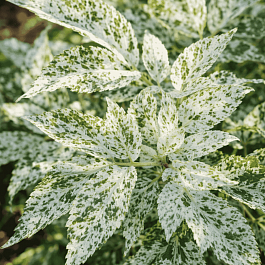 Бузина черная  Pulverulenta