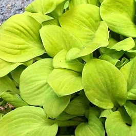 Хоста Sun Mouse