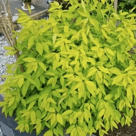 Спирея сливолистная  goldfire