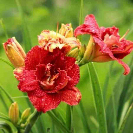 Лилейник Paprika Flame 