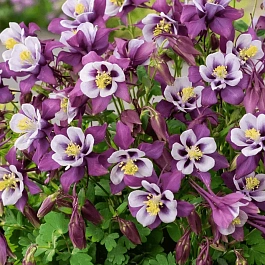 Аквилегия обыкновенная Early Bird Purple White