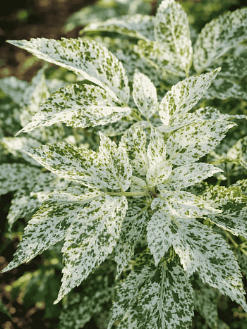 Бузина черная  Pulverulenta