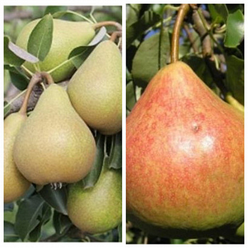 Дерево-сад (2-3х летка) груша 2 сорта Кокинская-Память Яковлева
