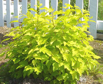 Пузыреплодник калинолистный Лютеус