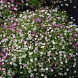 Гипсофила изящная Смесь окрасок Гипсофила изящная Смесь окрасок