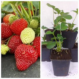 Земляника садовая Аллегро НАБОР 5ШТ
