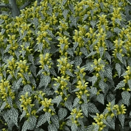 Яснотка зеленчуковая Herman's Pride