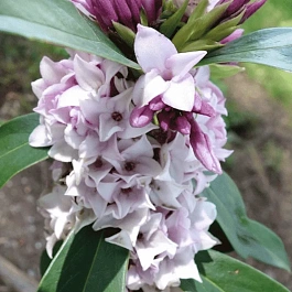 Дафна душистая Perfume Princess