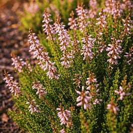 Вереск обыкновенный Pink Angie