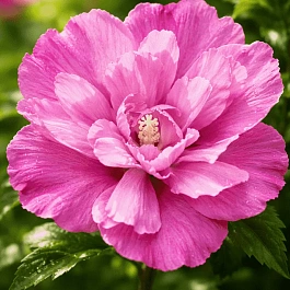 Гибискус сирийский Purple Ruffles