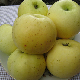 Яблоня Брянское золотистое