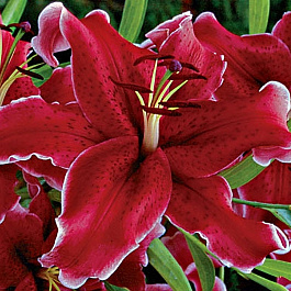 Лилия восточная Рио Негро