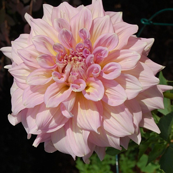 Георгина Декоративная Cтроберри Айс