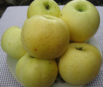 Яблоня Брянское золотистое