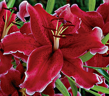 Лилия восточная Рио Негро