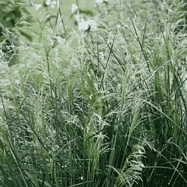 Щучка дернистая Palava