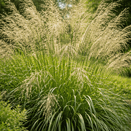 Молиния тростниковая Transparent