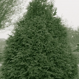 Туя западная Frieslandia