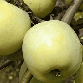 Яблоня Антоновка  обыкновенная