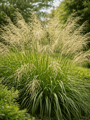 Молиния тростниковая Transparent