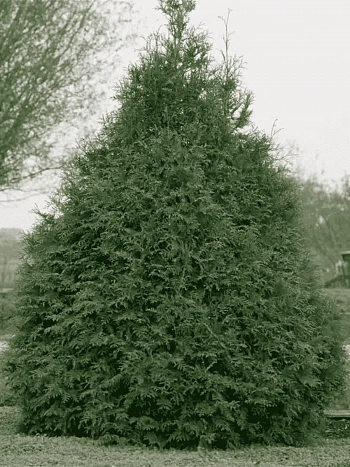 Туя западная Frieslandia